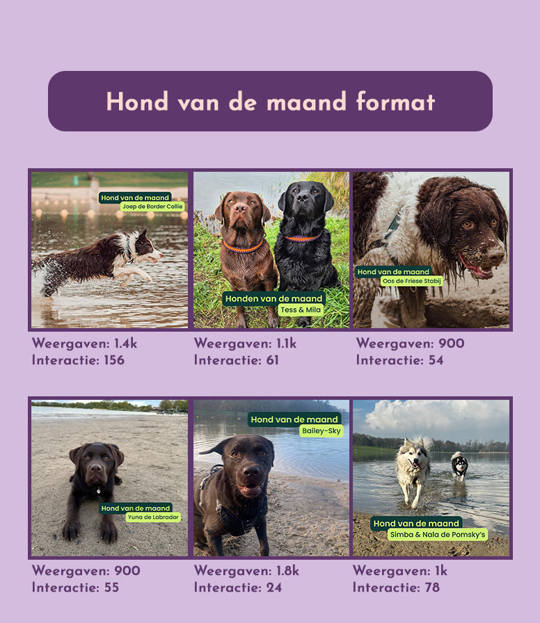 Doglovers 1